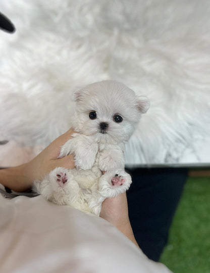 Teacup Maltese - Cookie - I LOVE DOG MAIN