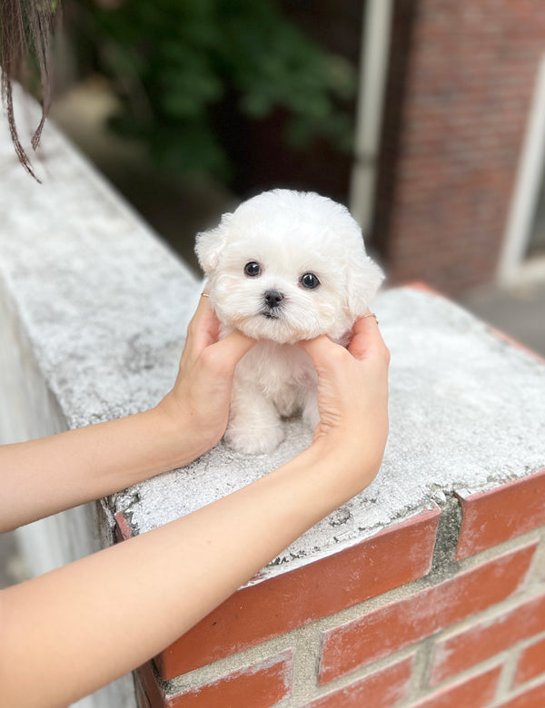 Tea cup Bichonfrise -Sea - I LOVE DOG MAIN