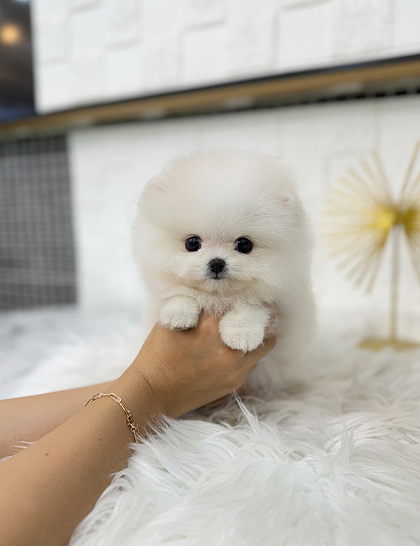Micro Pomeranian For Sale Pocket Dog Price Mini Teacup