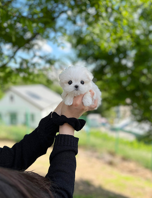 Teacup Maltese- Jeti - I LOVE DOG MAIN