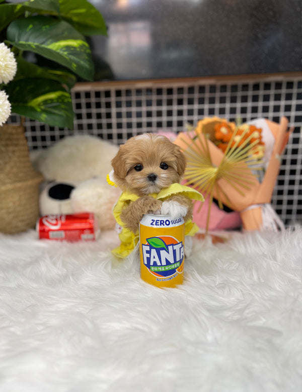 Tea cup Maltipoo-Coconut - I LOVE DOG MAIN