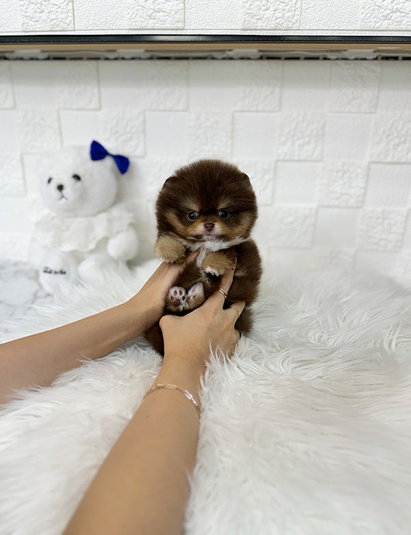 Tea cup chocotan pomeranian- Coco