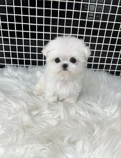 Teacup Maltese - Cookie - I LOVE DOG MAIN