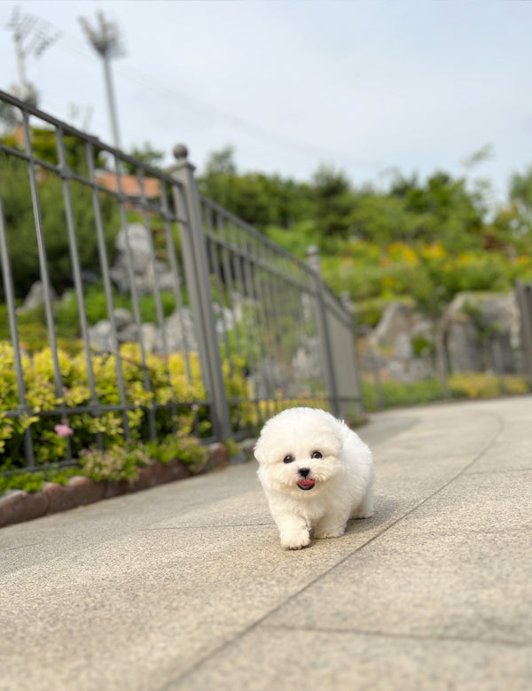 Tea cup Bichonfrise -Wooby - I LOVE DOG MAIN