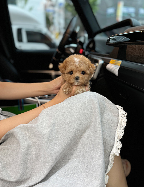 Teacup Maltipoo- Julie