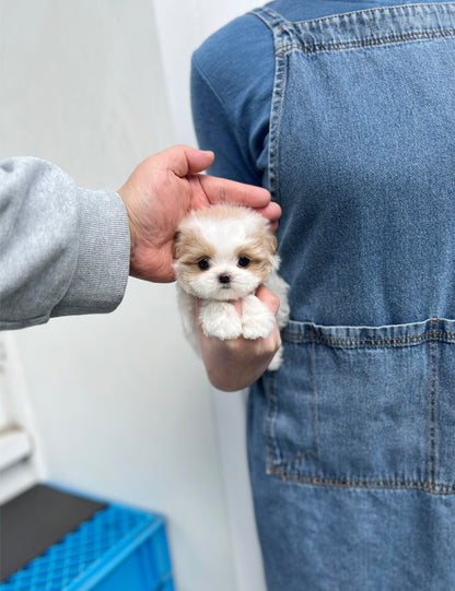 Tea cup Maltipoo- Dindin - I LOVE DOG MAIN