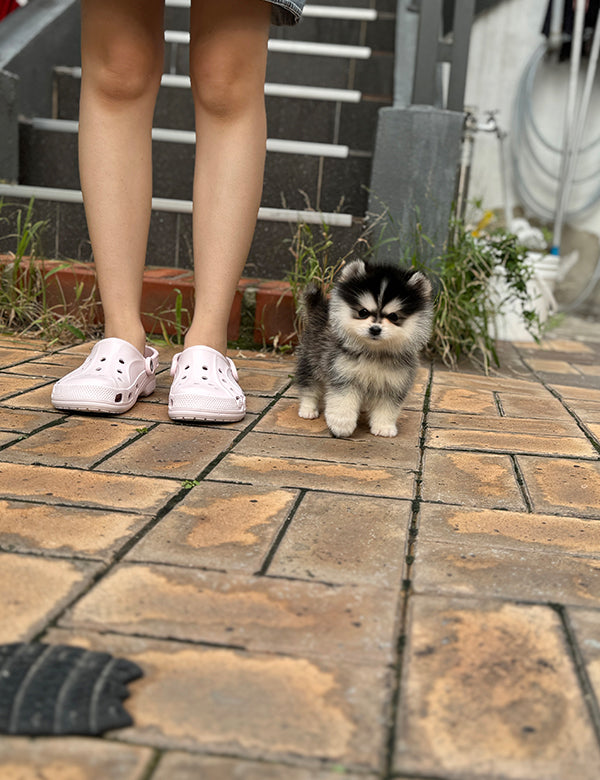 Teacup Pomsky -Sori