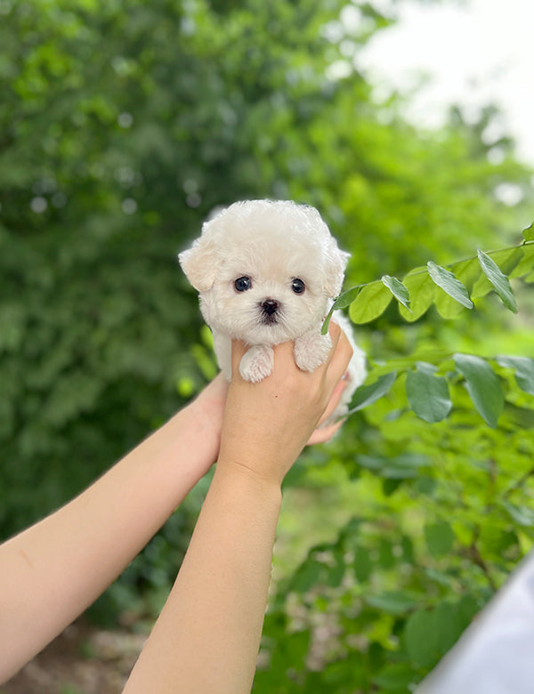 Teacup Bichonfrise -Ruri - I LOVE DOG MAIN