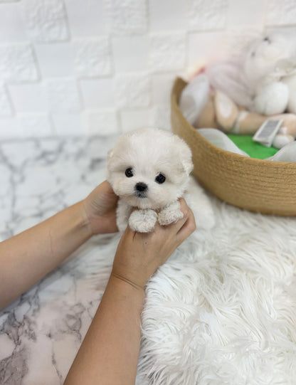 Teacup bichon frise - Mango