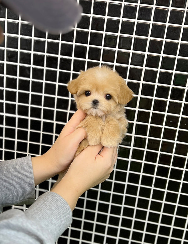 Tea cup Maltipoo-Lime - I LOVE DOG MAIN