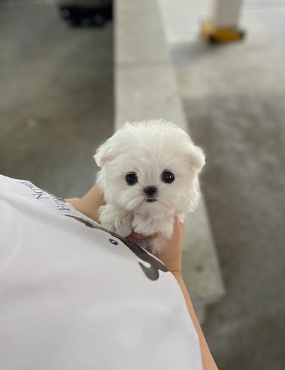 Teacup Maltese - Cookie - I LOVE DOG MAIN