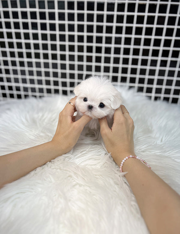 Teacup Maltese- Arin - I LOVE DOG MAIN