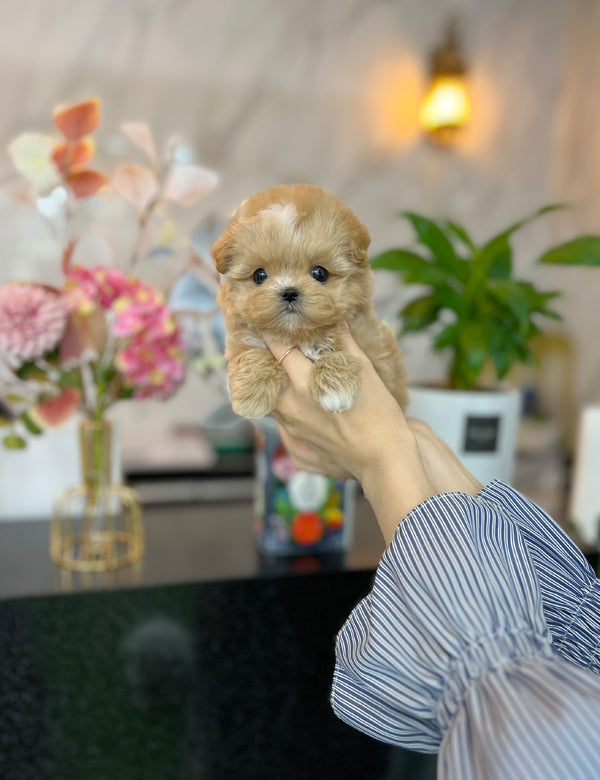 Tea cup maltipoo -Soda - I LOVE DOG MAIN