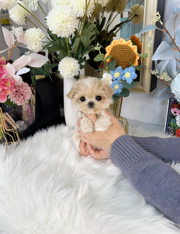 Tea cup Maltipoo-Hoya - I LOVE DOG MAIN