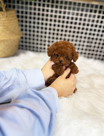 Tea cup Toy Poodle-Cheese