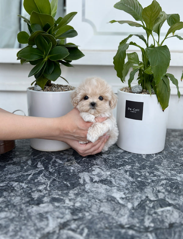 Tea cup Maltipoo- Becky - I LOVE DOG MAIN