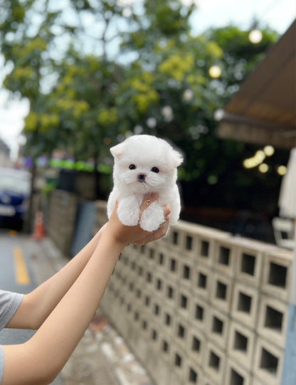 Tea cup Maltese- Darang - I LOVE DOG MAIN