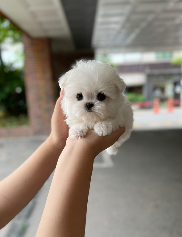 Teacup Maltese - Cookie - I LOVE DOG MAIN