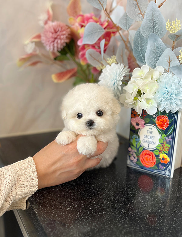 Teacup Bichonfrise -Bicky - I LOVE DOG MAIN