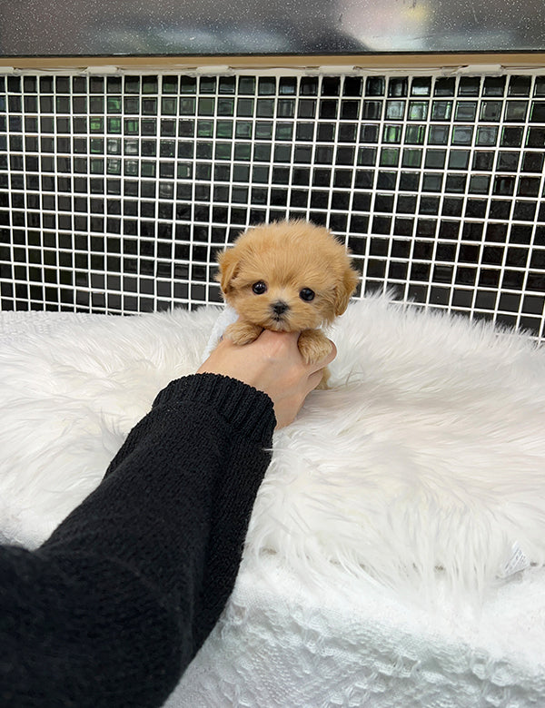 Teacup Maltipoo- Amu - I LOVE DOG MAIN