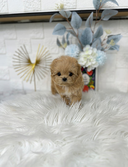 Teacup Maltipoo- Cream