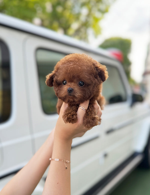 Teacup Red poodle- Amu