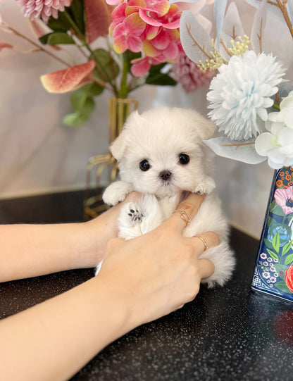 Teacup Maltese- Titi - I LOVE DOG MAIN