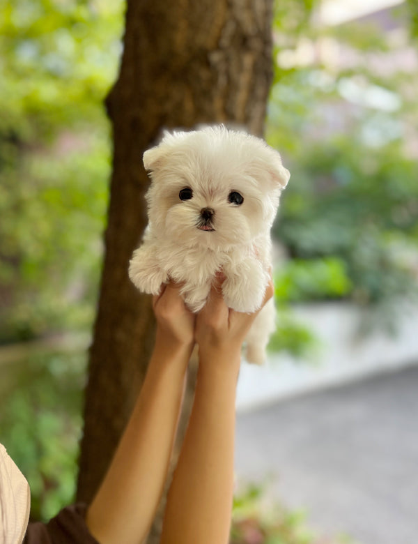 Tea cup Maltese- Ruki - I LOVE DOG MAIN