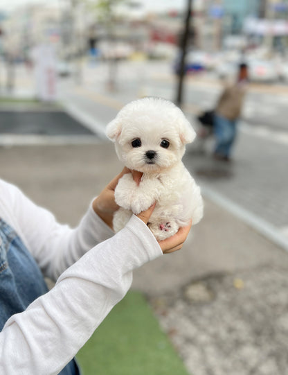 Tea cup Bichonfrise -Riri - I LOVE DOG MAIN