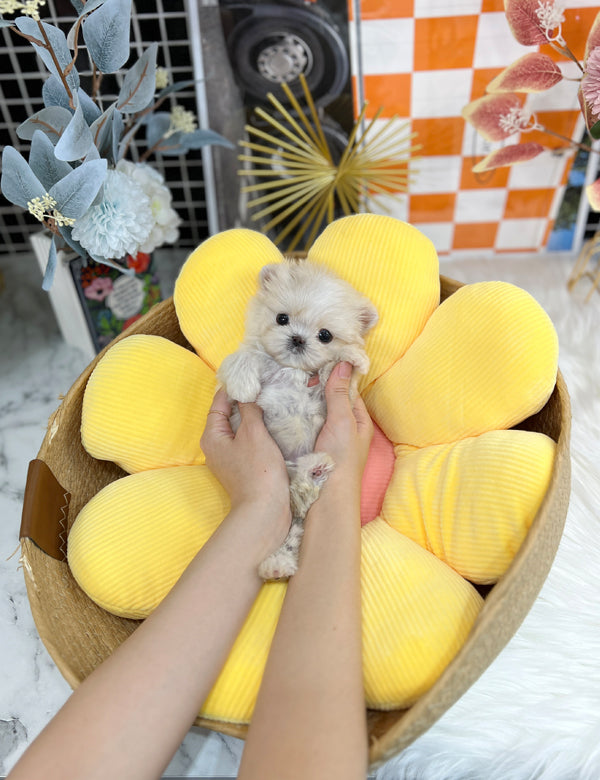 Tea cup maltipoo-Yula - I LOVE DOG MAIN