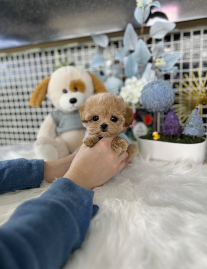 Tea cup Maltipoo- Miku - I LOVE DOG MAIN