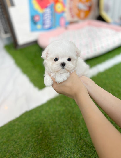 Tea cup maltese-Somi - I LOVE DOG MAIN