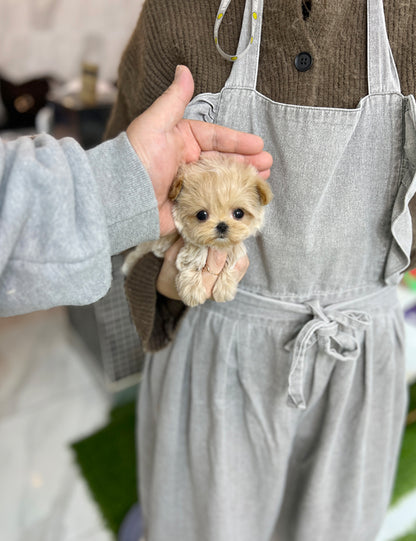 Tea cup maltipoo- pony - I LOVE DOG MAIN