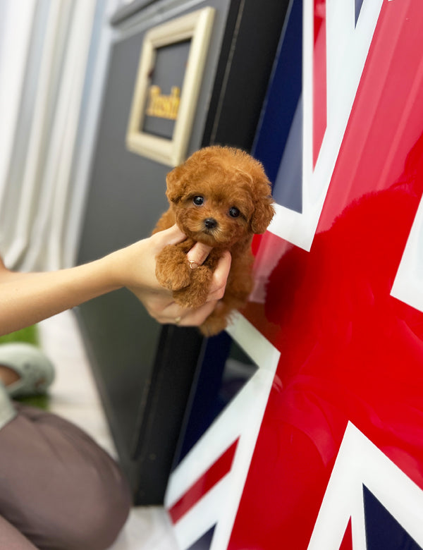 Tea cup poodle-Happy - I LOVE DOG MAIN