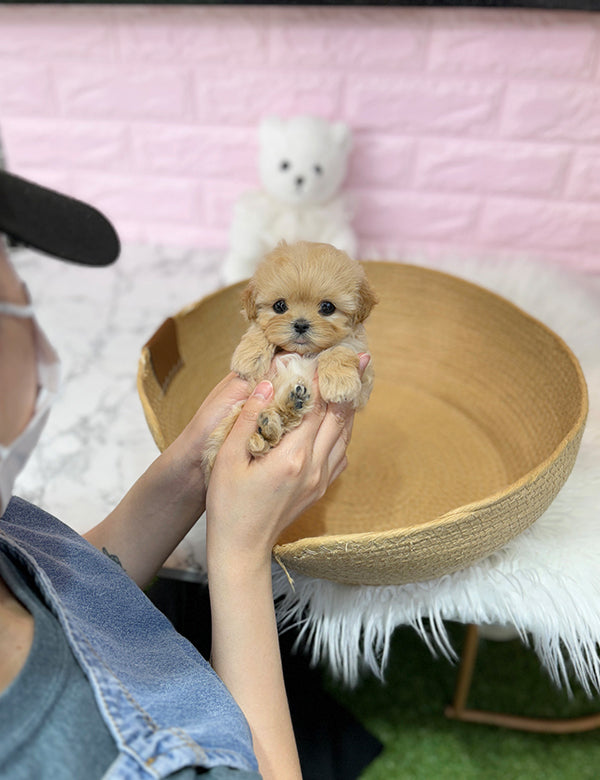 Teacup maltipoo-Riri