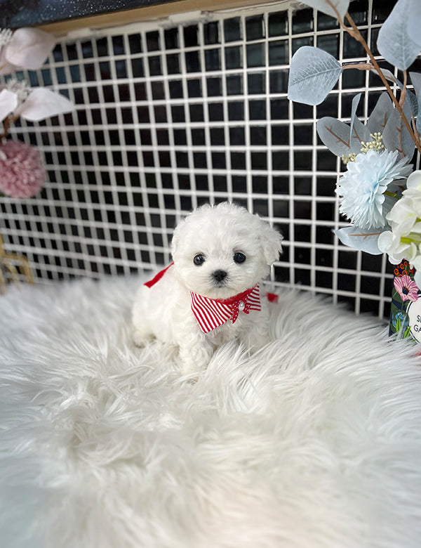 Tea cup Bichonfrise -Milky - I LOVE DOG MAIN