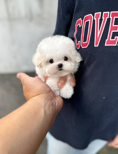 Teacup Bichonfrise -Chico