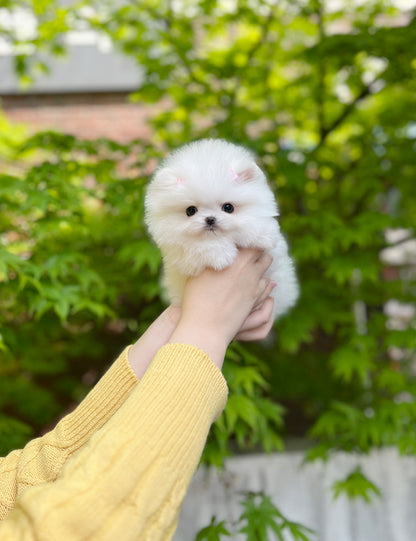 Tea cup Pomeranian-Dasom - I LOVE DOG MAIN