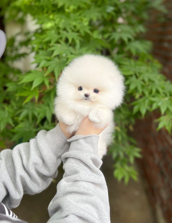 Tea cup Pomeranian- Winter - I LOVE DOG MAIN