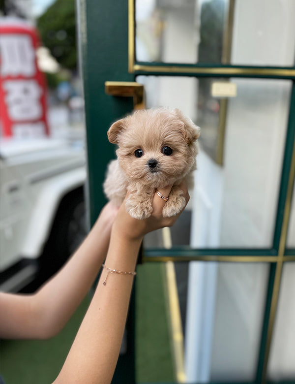 Teacup Maltipoo- sora