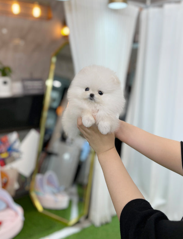 Tea cup Pomeranian-Kuya - I LOVE DOG MAIN