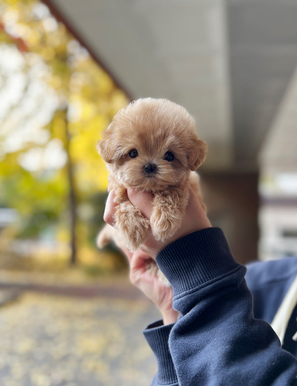 Tea cup Maltipoo-Mumu - I LOVE DOG MAIN