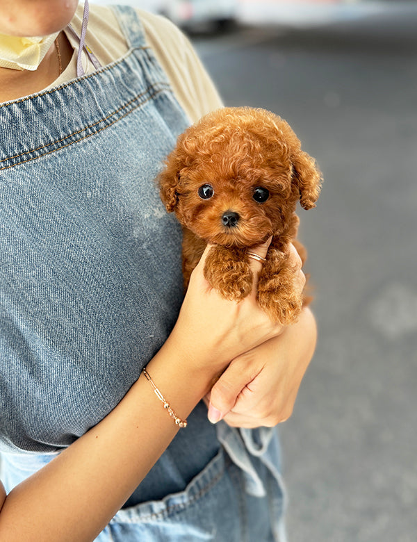 Teacup Redpoodle- Mari