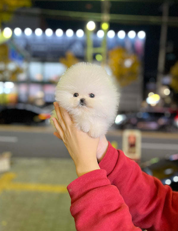 Tea cup Pomeranian-Tororo - I LOVE DOG MAIN