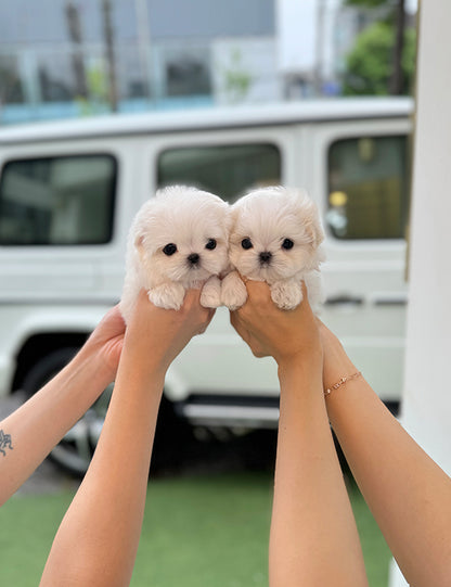 Teacup Maltese -Jeny&Popo