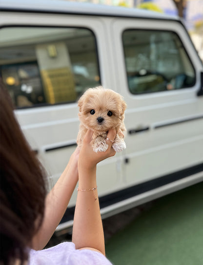 Teacup Maltipoo- Noa