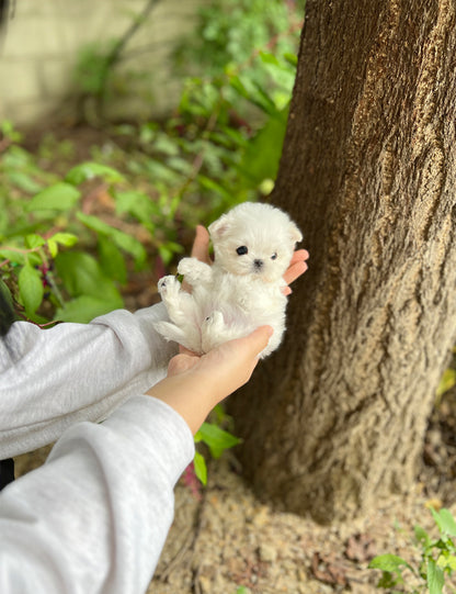 Tea cup Maltese-Meloni - I LOVE DOG MAIN