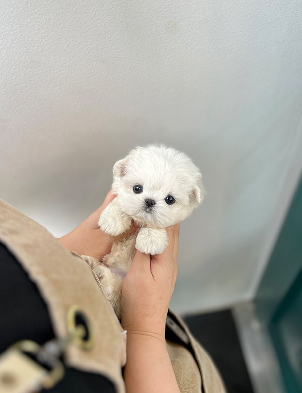 Tea cup Maltese -Cake - I LOVE DOG MAIN