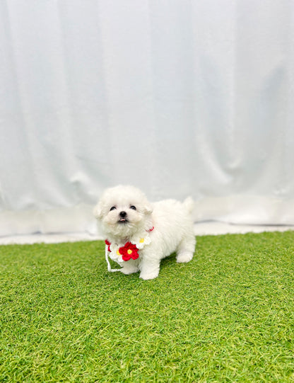 Teacup Bichonfrise -Cozy - I LOVE DOG MAIN