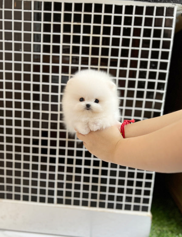 Tea cup Pomeranian-Mochi - I LOVE DOG MAIN